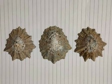 Conchiglia Shell Patella