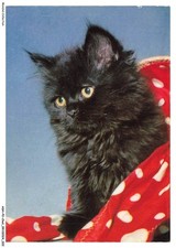 ASHP2-0093-CHAT - Un Gatto