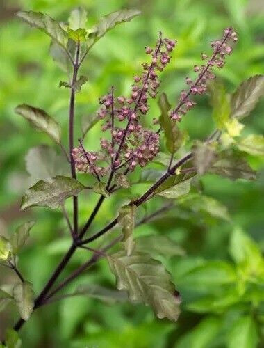 Basilico tulsi kali - basilico,
