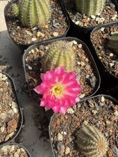 5 pezzi Chamaecereus