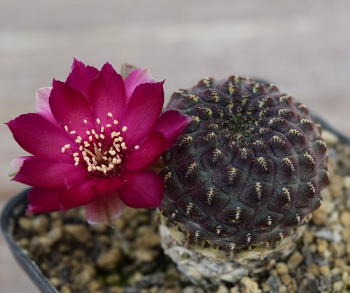 4267 cactus sulcorebutia - 4267-cactus,