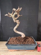bonsai di fico  h 36 cm visita