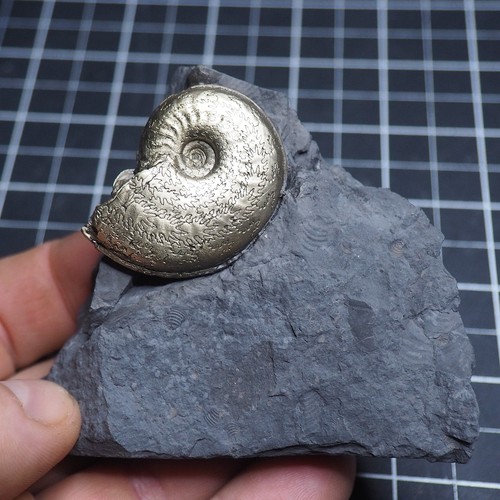 Piatto arpocera ammonite - arpocera,