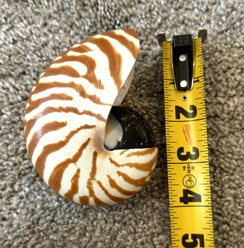 Nautilus pompilius camera - nautilus, a