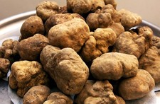 Precious fresh white truffle