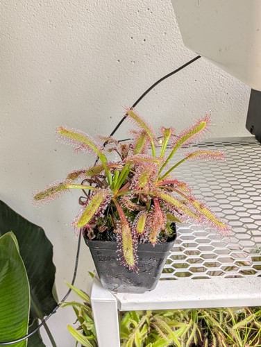 Drosera capensis pianta - capensis,