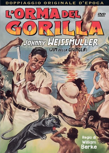 Orma del gorilla - gorilla, (1938)