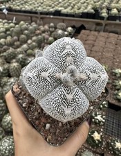 Rara pianta di cactus