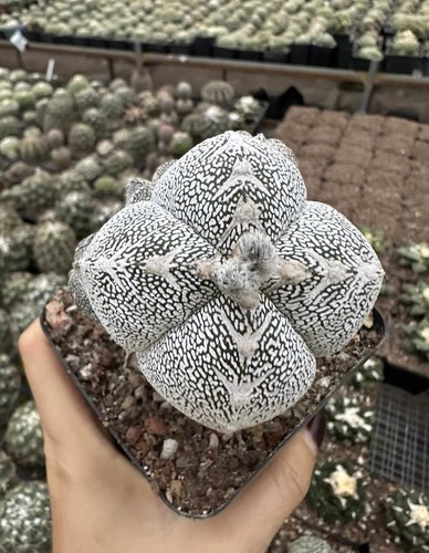 Rara pianta cactus - rara, di
