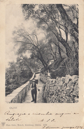 Cartolina olivi ticino - cartolina, *38