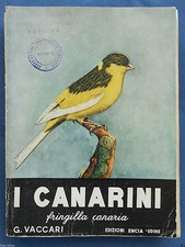 [Animali] I Canarini fringilla canaria G. Vaccari uccelli canarino Udine Encia