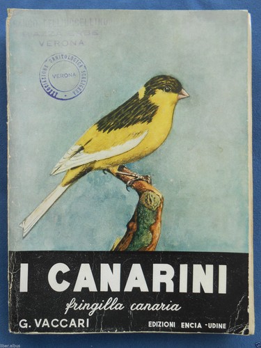 Animali canarini fringilla - [animali],