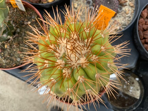 396 copiapoa serpentisulcata - copiapoa,