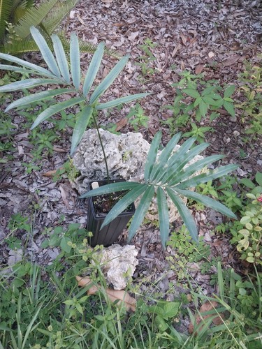 Rare and exotic cycas - rare,