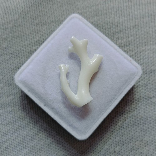 Corallo marino giapponese