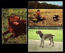 GERMAN WIRE-HAIRED POINTER GWP