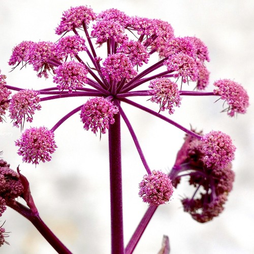 Semi angelica ebony pianta - angelica, ebony_