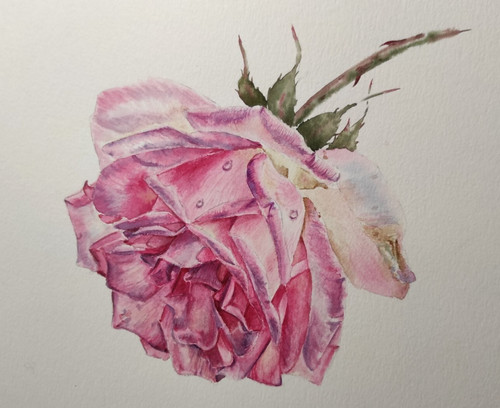 Fiori iperrealismo rosa scuro - rosa,
