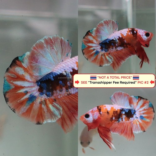 Live betta fish - live, (thailandia)