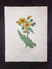 1836 - BESSA - STAMPA BOTANICA ANTICA ORIGINALE COLORATA A MANO - CARDO SCROFA