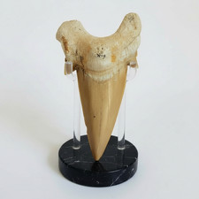 Dente di Squalo Real Otodus