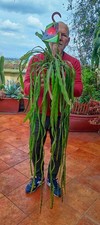 Epiphyllum  Rosso Fuoco ! 🔥