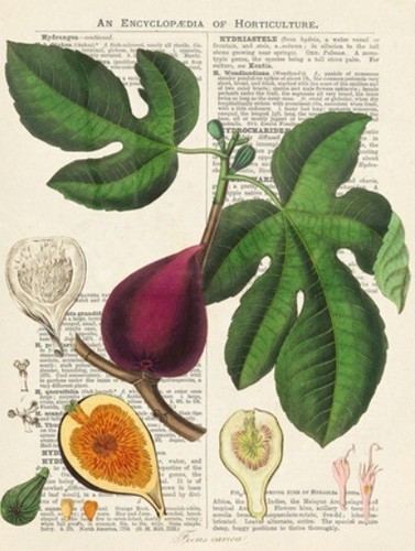 Quadro frutta fico stampa - frutta,