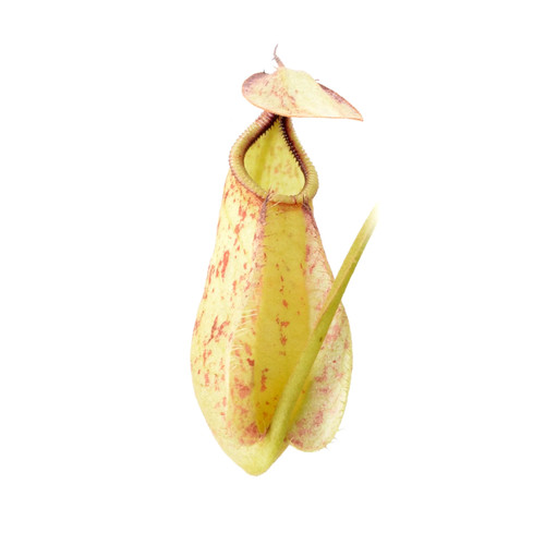 Nepenthes rafflesiana colore - nepenthes,