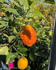 Pianta limone rosso citrus - di,