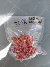 Peperoncino Red Scorpion Rosso