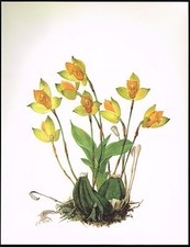 Stampa artistica botanica fiore aromatica licasta orchidea vintage