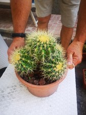 Echinocactus Grusonii Accestito 