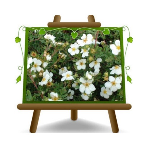 Potentilla fruticosa - potentilla,