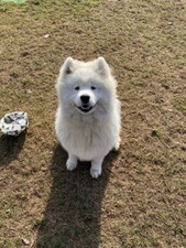 Maschio Samoiedo Pura Razza Per Monte