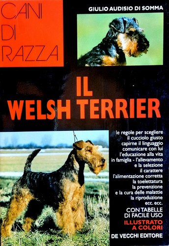 Welsh terrier giulio - terrier,