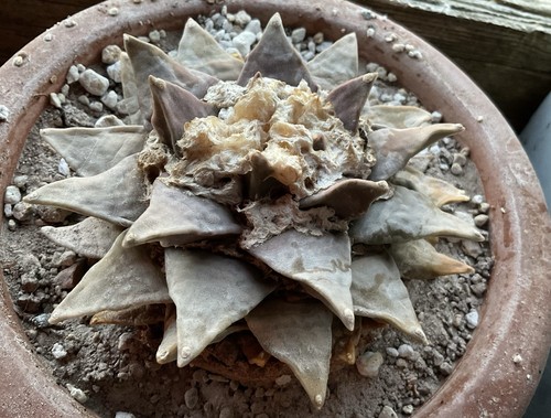 Cactus ariocarpus retusus - ariocarpus,