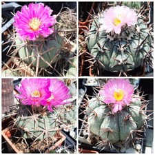 Echinocactus horizonthalonius