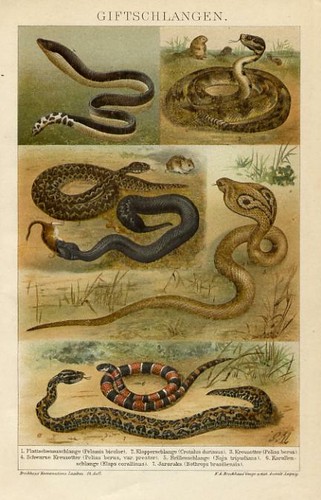 1897 stampa antica - 1897, serpenti