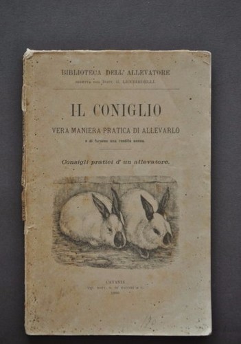 Allevamento coniglio animali - allevamento,
