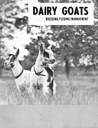 Dairy goats breeding feeding - goats,