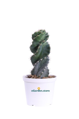 Pianta cereus forbesi - pianta,