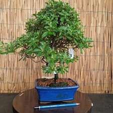 Bonsai di Azalea h 41cm Visita