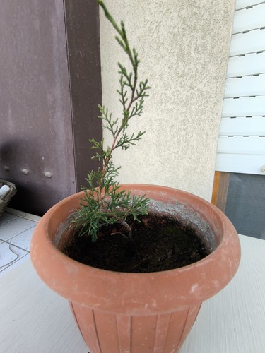 Vari pre bonsai ginepro - vari,