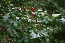 Crataegus Monogyna -