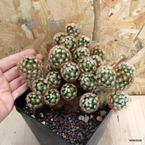 Mammillaria carmenae