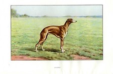 Antique dog print whippet - antique, =