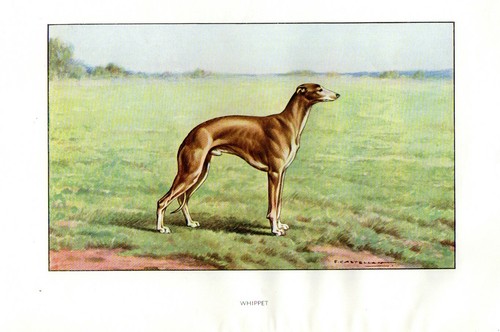 1900 cane levriero - cane, whippet