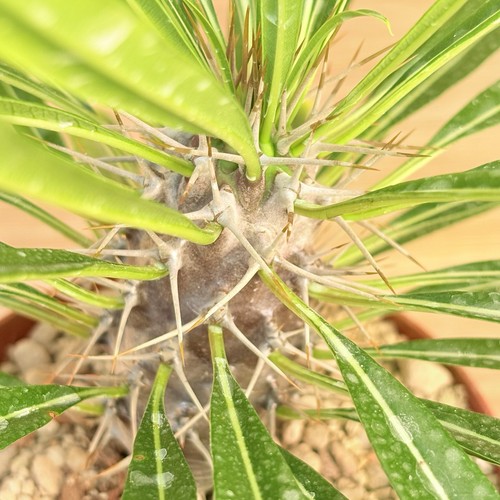Pachypodium lamerei pot 10 - ,