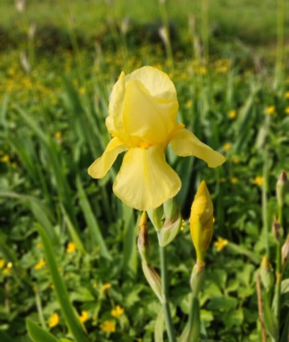 Rizomi iris giallo - rizomi,