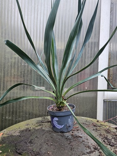 Yucca recurvifolia cm - 50,